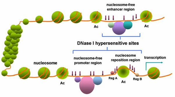 Différence entre la benzonase et la DNase