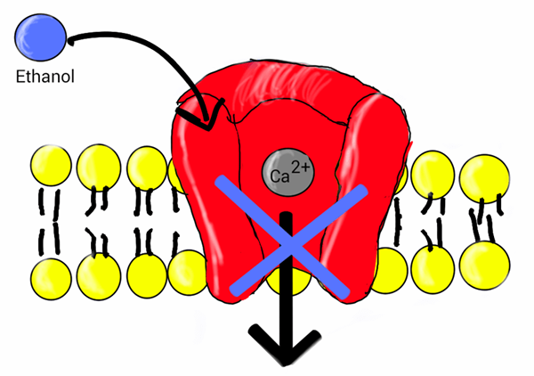 Differenz zwischen Beta -Blocker und Calciumkanalblocker