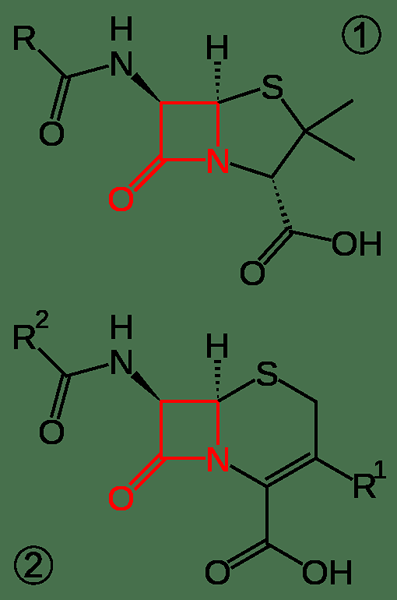 Perbedaan antara beta lactam dan non beta lactam