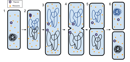 Différence entre la fission binaire et la conjugaison