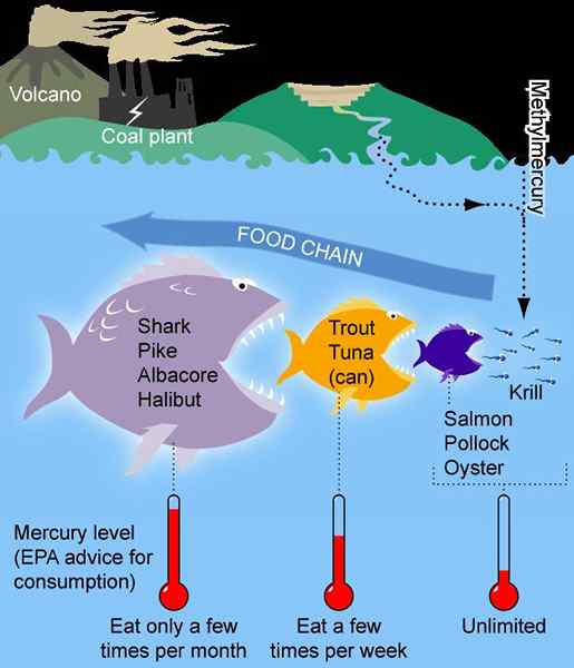 Différence entre la bioaccumulation et la biomagnification