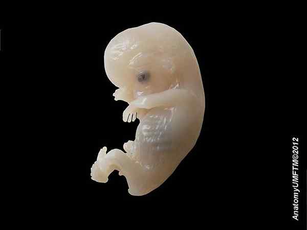 Unterschied zwischen Blastozysten und Embryo