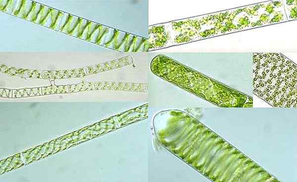 Diferencia entre las algas verdes azules y las algas verdes