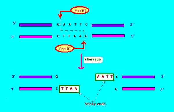 Différence entre la ligature de l'extrémité émoussée et collante