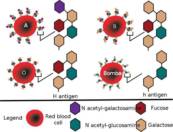 Unterschied zwischen Bombay Blood Group und O Blood Group