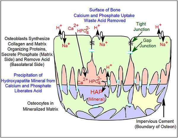 Unterschied zwischen Knochenablagerung und Resorption