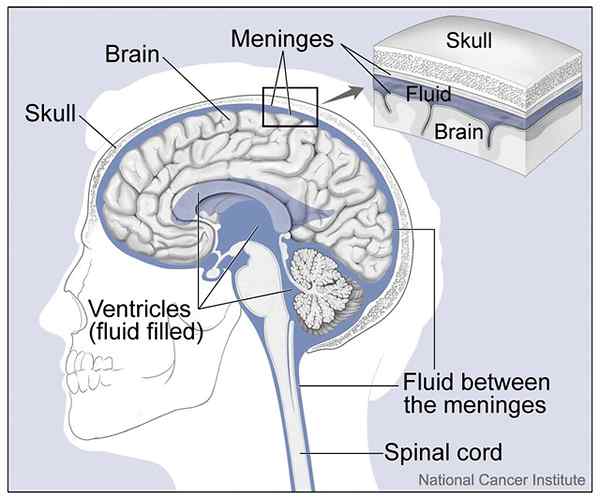 Perbezaan antara meninges otak dan saraf tunjang