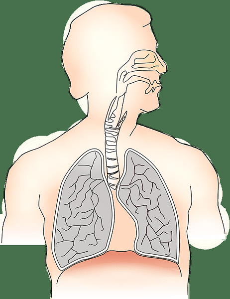 Diferencia entre respiración y respiración