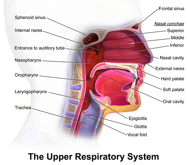 Unterschied zwischen Bronchitis und Infektion der oberen Atemwege