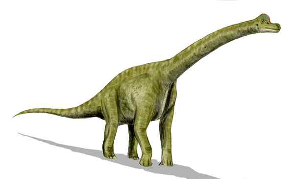 Perbedaan antara Brontosaurus dan Brachiosaurus