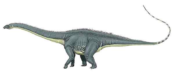 Perbedaan antara Brontosaurus dan Diplodocus