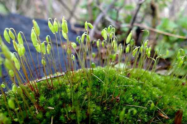 Perbedaan antara bryophytes dan pakis