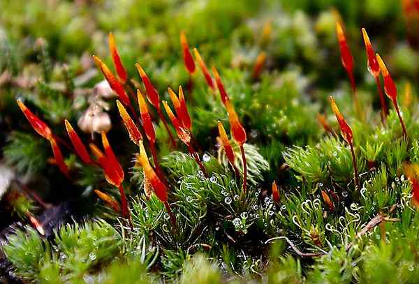 Perbedaan antara bryophytes dan trakeophytes