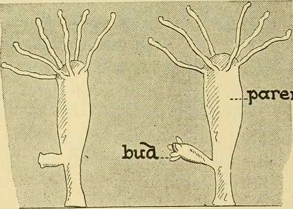 Unterschied zwischen Knospen- und Sporenbildung