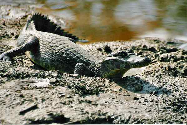 Diferencia entre Caiman y Alligator