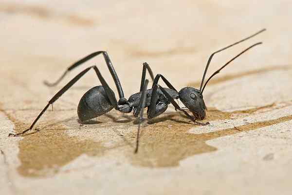 Différence entre les fourmis de charpentier et les termites