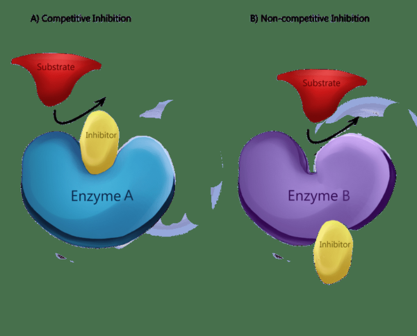 Unterschied zwischen Katalysator und Inhibitor