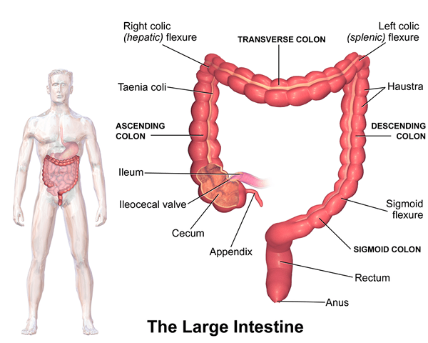 Diferencia entre cecum y apéndice