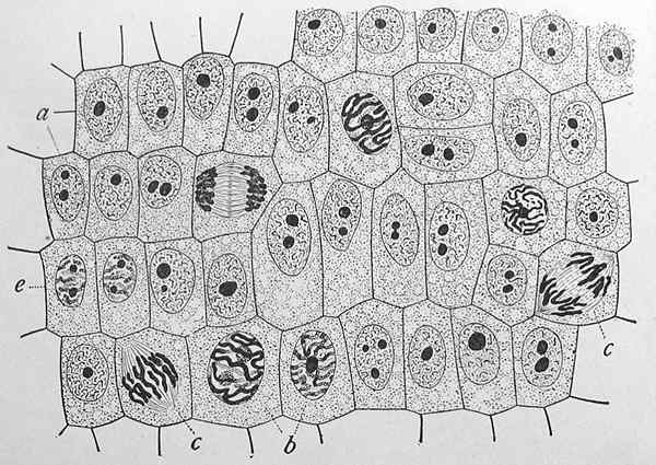 Perbedaan antara biologi sel dan biologi molekuler