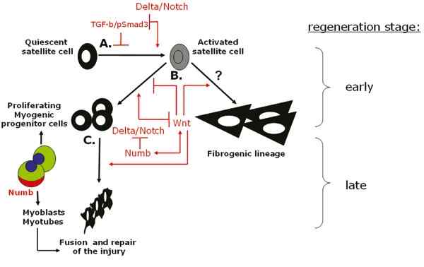 Différence entre la détermination des cellules et la différenciation cellulaire