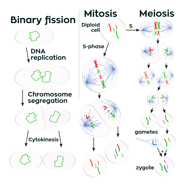 Différence entre la division cellulaire et la mitose