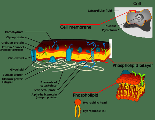 Différence entre la membrane cellulaire et le cytoplasme