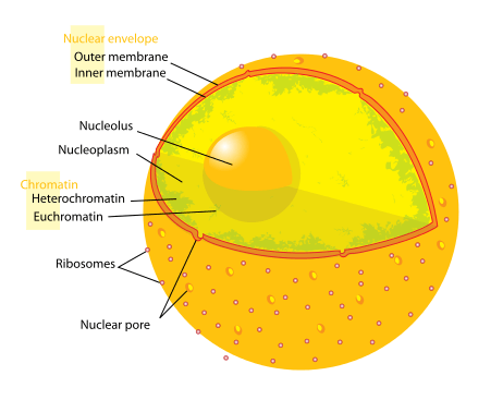 Différence entre la membrane cellulaire et la membrane nucléaire
