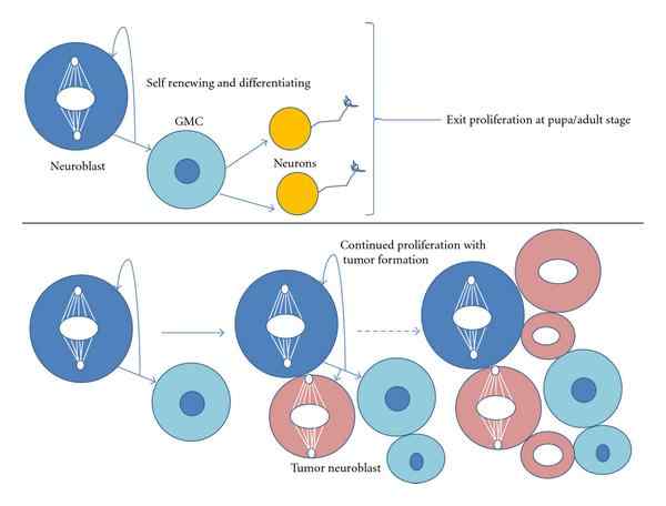 Différence entre la prolifération cellulaire et la différenciation