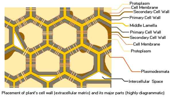 Différence entre la paroi cellulaire et la membrane cellulaire