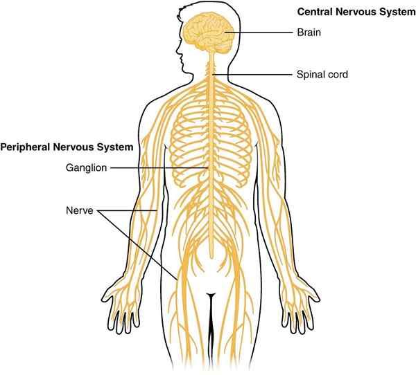 Différence entre le système nerveux central et périphérique