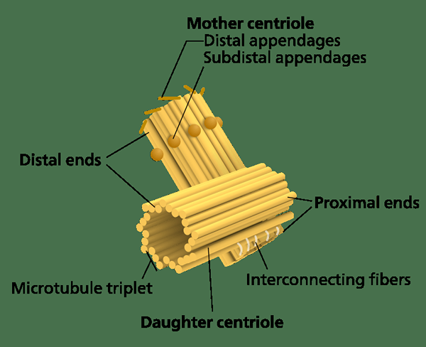 Perbezaan antara centriole dan centromere