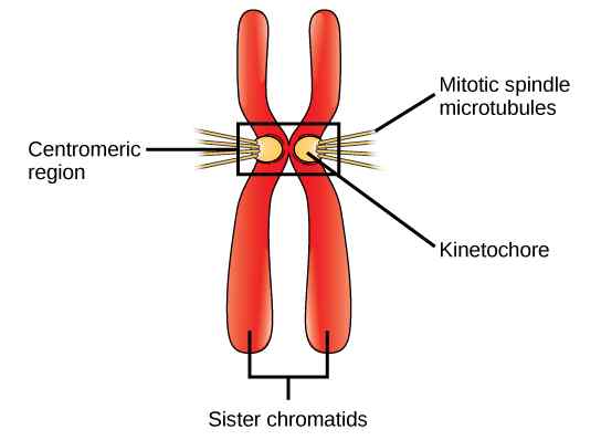 Perbezaan antara centrosome dan centromere
