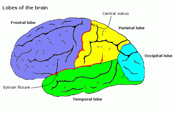 Différence entre le cerveau et le cervelet