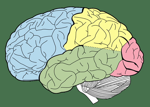 Différence entre le cerveau et le cortex cérébral