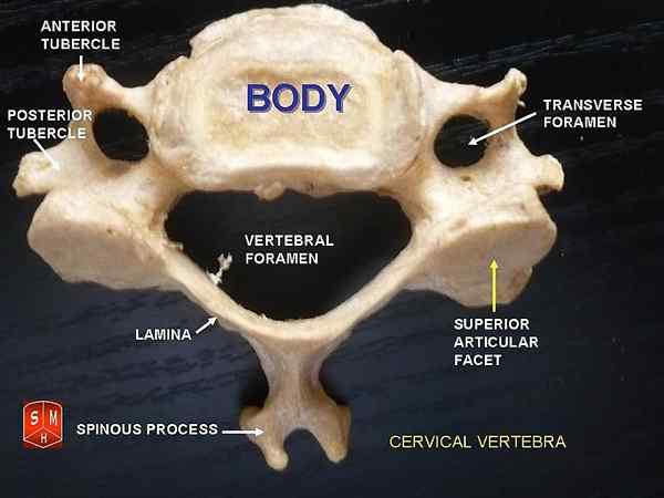 Diferencia entre las vértebras cervicales y torácicas