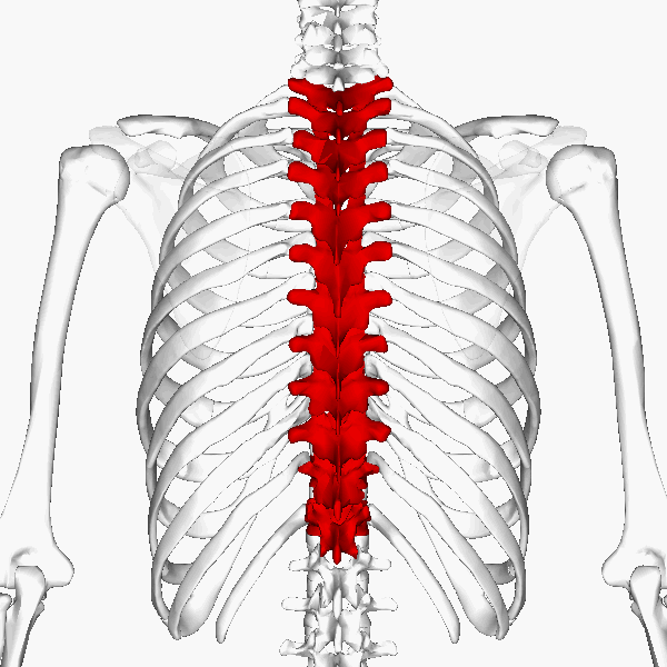 Perbedaan antara vertebra toraks serviks dan lumbar