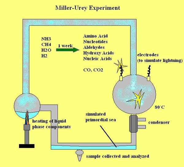 Différence entre l'évolution chimique et organique