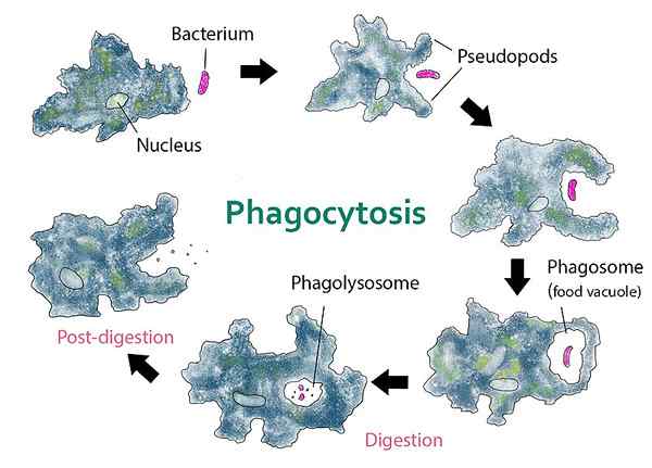 Unterschied zwischen Chemotaxis und Phagozytose