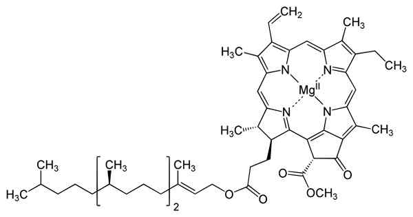 Différence entre la chlorophylle A et B