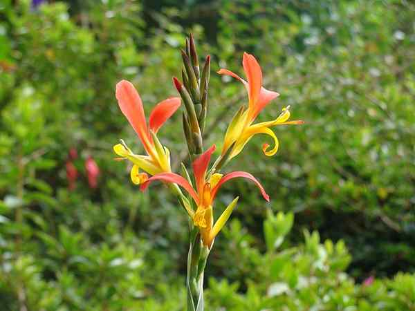 Diferencia entre clorofila y carotenoides