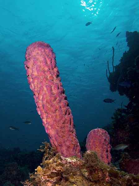 Perbezaan antara choanocytes dan pinakosit