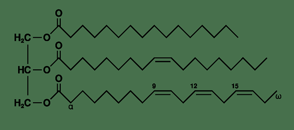 Différence entre le cholestérol et les triglycérides