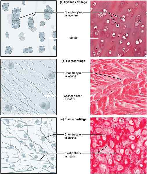 Différence entre les chondroblastes et les chondrocytes