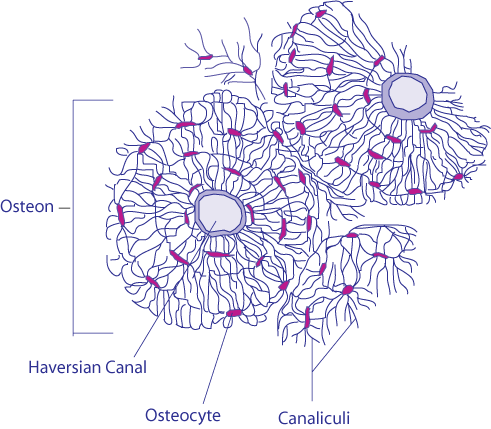 Différence entre les chondrocytes et les ostéocytes