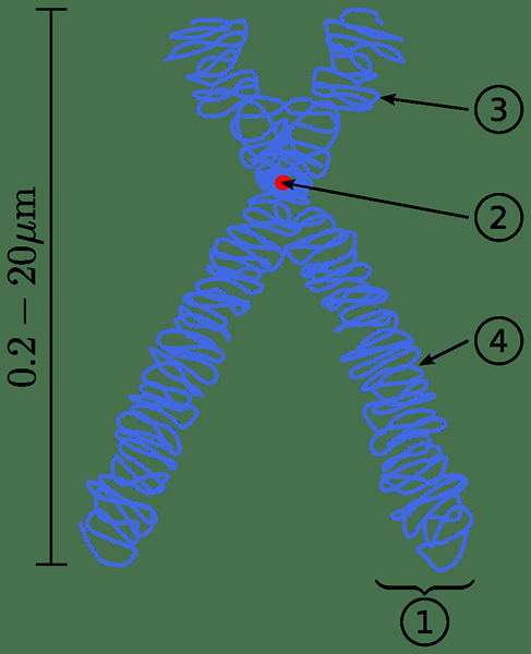 Différence entre la chromatine et les chromosomes