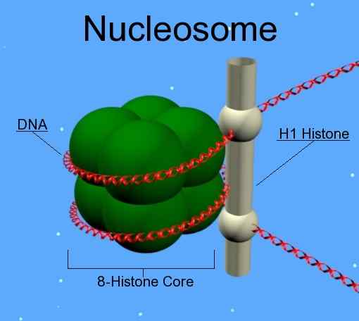 Unterschied zwischen Chromatin und Nukleosom