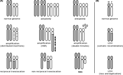 Diferencia entre la aberración cromosómica y la mutación génica