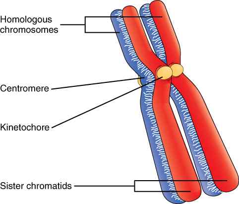 Diferencia entre cromosomas y cromátid