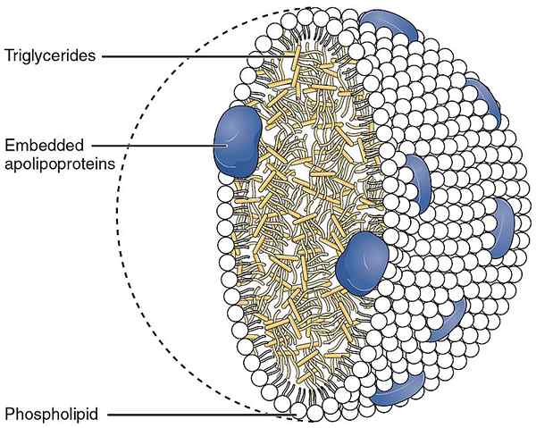 Perbezaan antara chylomicrons dan vldl