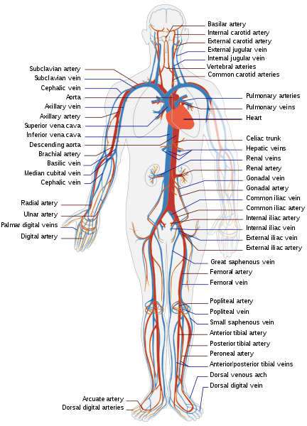 Perbedaan antara sistem peredaran darah dan sistem limfatik